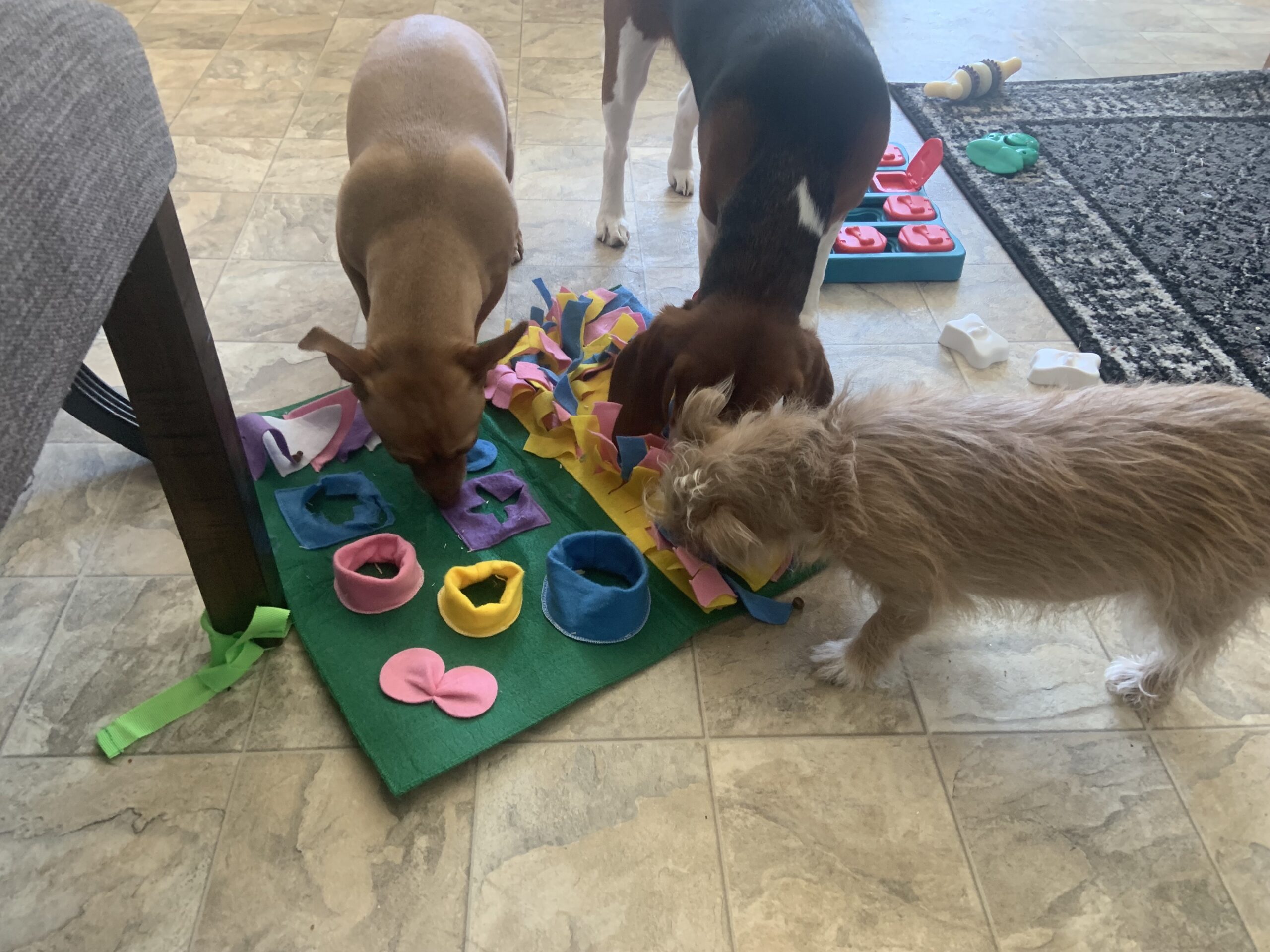 dog toys