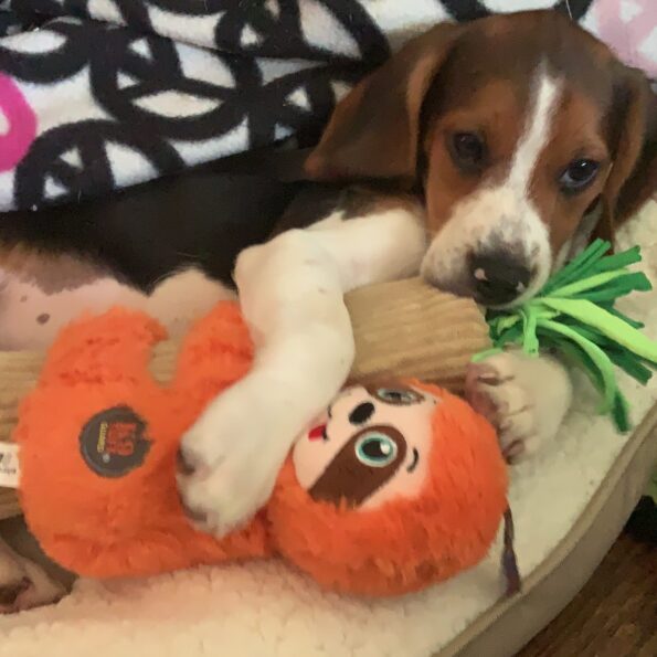 Canning Tomatoes Old Fashion Grandma Way [Open Kettle] My First Time