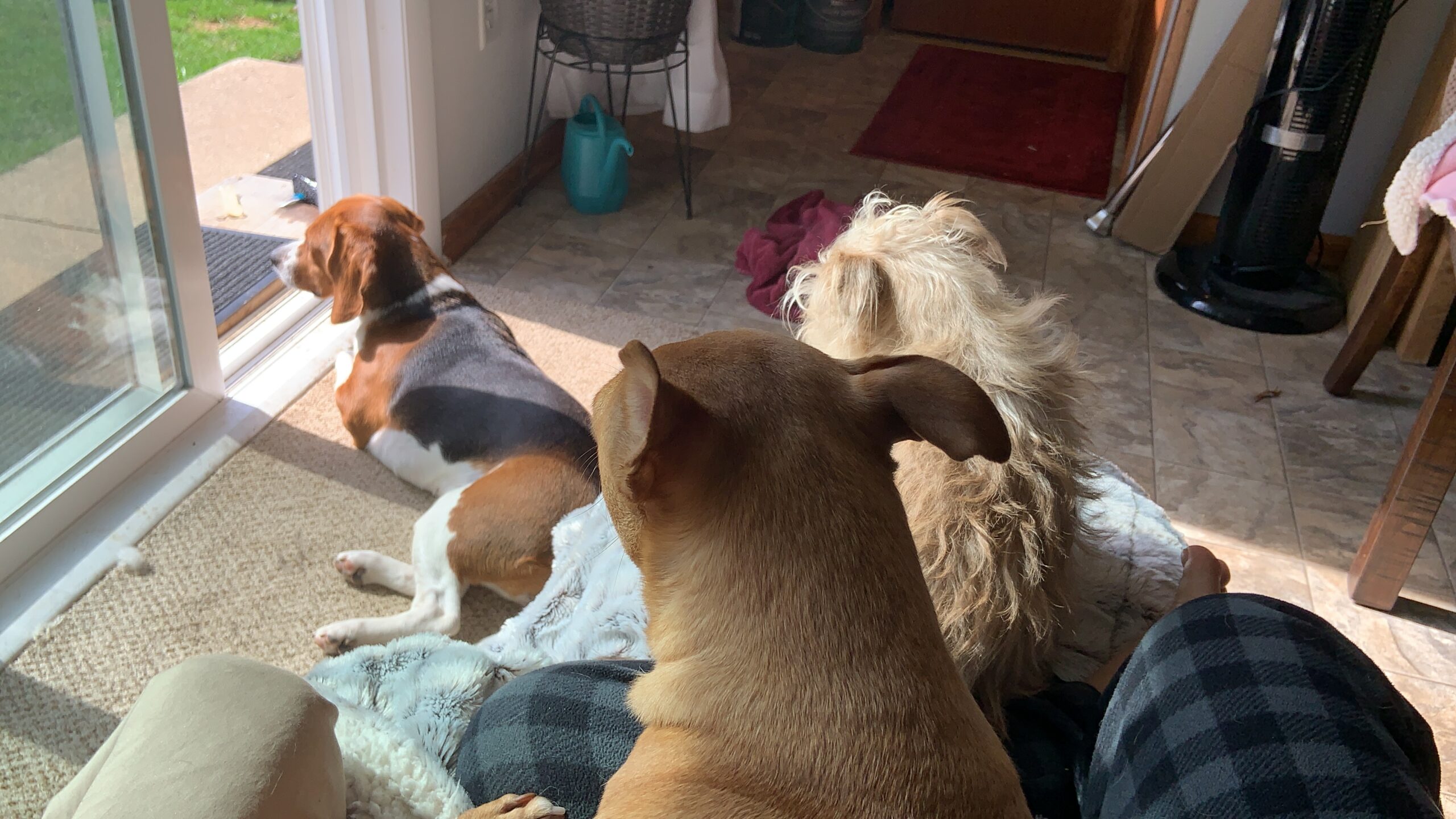 all 3 dogs all my favorite things dog fur babies